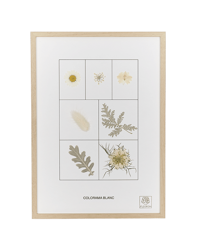 Herbier fleurs séchées Colorama Blanc cadre bois