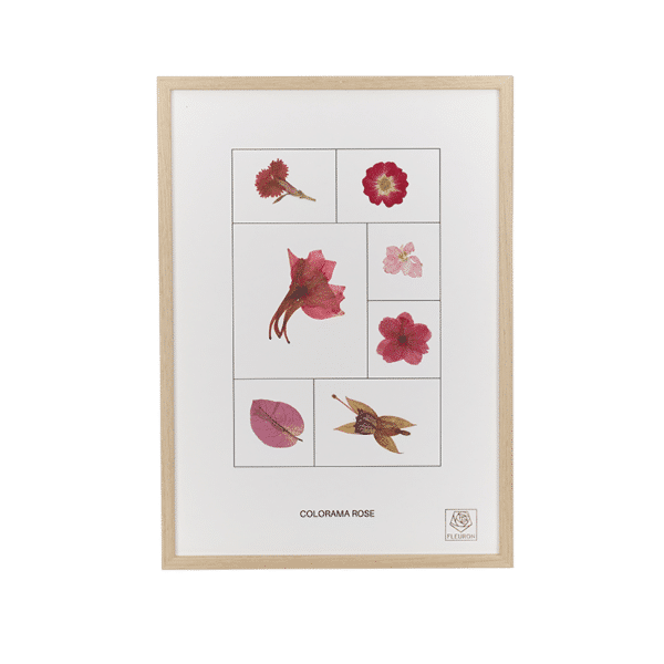 Herbier fleurs séchées Colorama Rose cadre bois