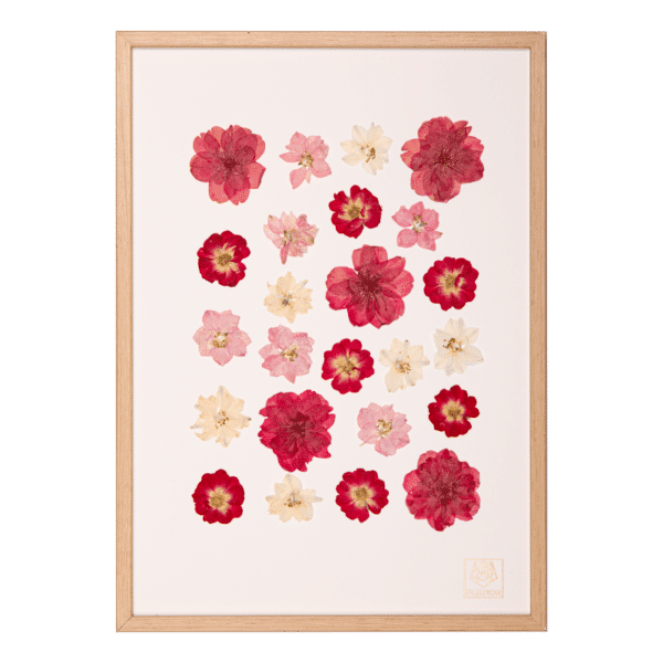 herbier rose blush